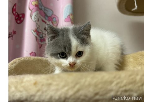 販売中の群馬県のスコティッシュストレート-120966の2枚目