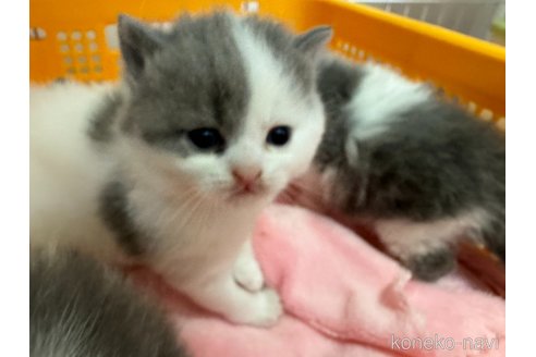 販売中の群馬県のスコティッシュストレート-120966の3枚目