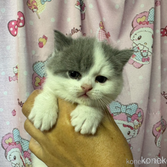 販売中の群馬県のスコティッシュストレート-120966の1枚目