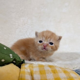 販売中の宮城県のエキゾチックショートヘア-120967の4枚目