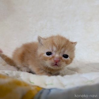 販売中の宮城県のエキゾチックショートヘア-120967の5枚目