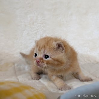 販売中の宮城県のエキゾチックショートヘア-120967の2枚目