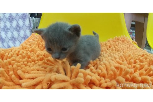 販売中の愛知県のロシアンブルー-120996の3枚目