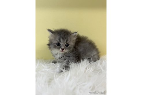 販売中の埼玉県のラガマフィン-120922の3枚目