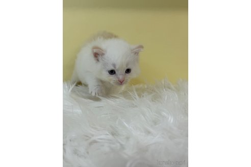 販売中の埼玉県のネヴァマスカレード-120938の3枚目