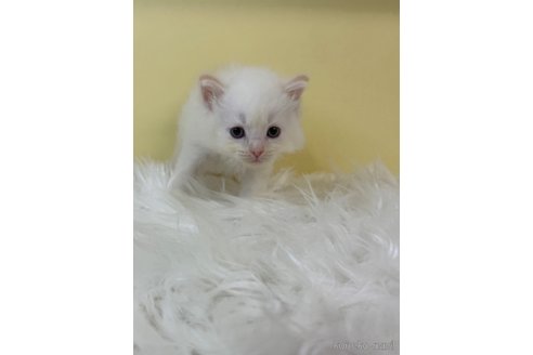 販売中の埼玉県のネヴァマスカレード-120938の4枚目