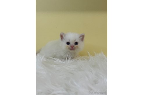 販売中の埼玉県のネヴァマスカレード-120939の2枚目