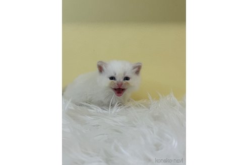 販売中の埼玉県のネヴァマスカレード-120939の3枚目