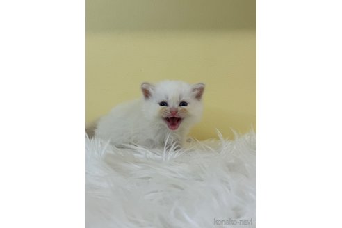 販売中の埼玉県のネヴァマスカレード-120939の4枚目