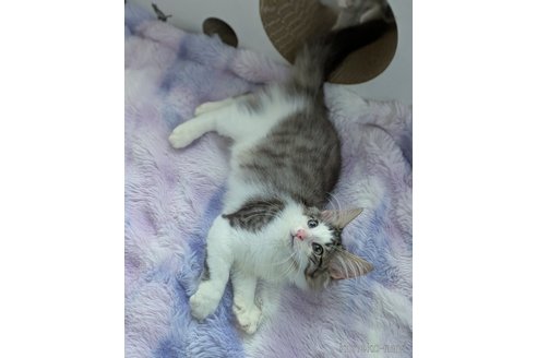販売中の愛知県のノルウェージャンフォレストキャット-113708の5枚目