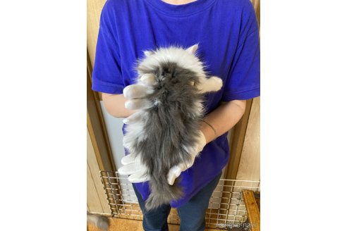 販売中の福岡県のノルウェージャンフォレストキャット-121030の11枚目