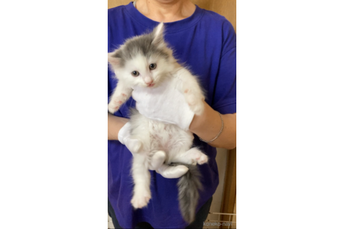 販売中の福岡県のノルウェージャンフォレストキャット-121030の8枚目