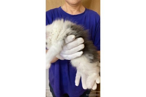 販売中の福岡県のノルウェージャンフォレストキャット-121030の4枚目