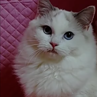 牡丹ちゃん1枚目