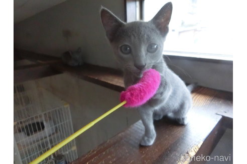 成約済の兵庫県のロシアンブルー-118748の4枚目