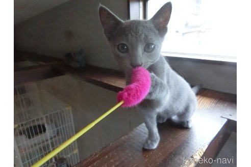 成約済の兵庫県のロシアンブルー-118748の3枚目