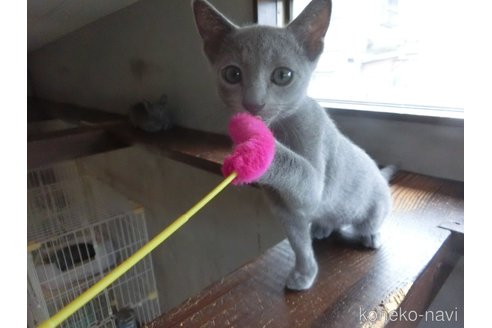 成約済の兵庫県のロシアンブルー-118748の2枚目