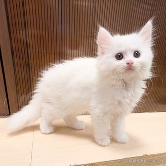 販売中の栃木県のマンチカン-121040の3枚目