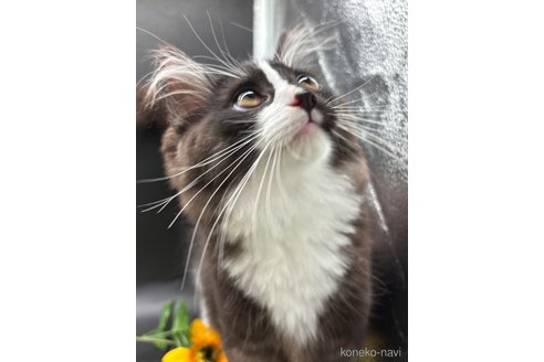 販売中の千葉県のノルウェージャンフォレストキャット-116359の2枚目