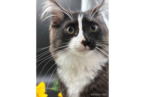 販売中の千葉県のノルウェージャンフォレストキャット-116359の3枚目