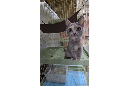 販売中の東京都のブリティッシュショートヘア-114961の2枚目