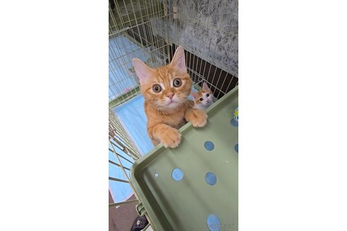 成約済の東京都のマンチカン-118299の3枚目