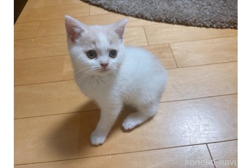 販売中の熊本県のブリティッシュショートヘア-117498の2枚目