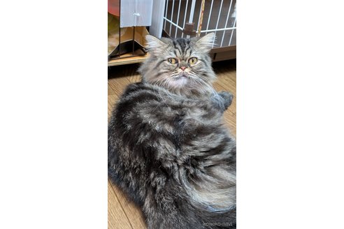 販売中の大阪府のミヌエット-81311の3枚目