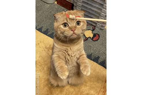 販売中の岐阜県のスコティッシュフォールド(折れ耳)-110113の4枚目