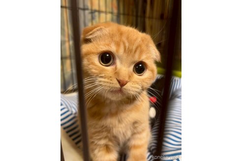 販売中の岐阜県のスコティッシュフォールド(折れ耳)-110113の3枚目