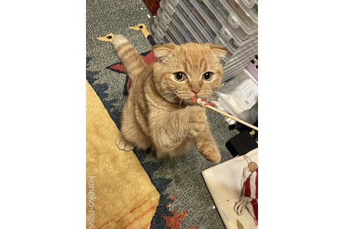販売中の岐阜県のスコティッシュフォールド(折れ耳)-110113の2枚目