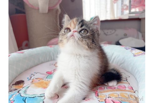 販売中の千葉県のエキゾチックショートヘア-115445の5枚目
