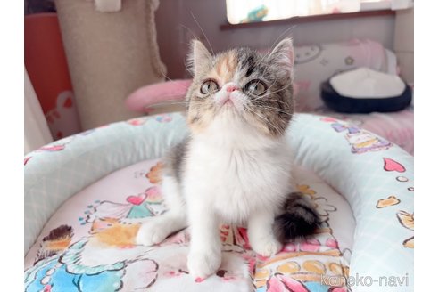 販売中の千葉県のエキゾチックショートヘア-115445の4枚目