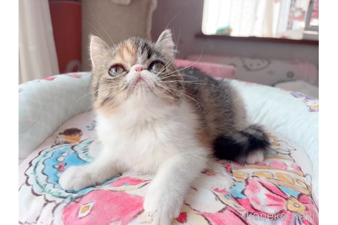 販売中の千葉県のエキゾチックショートヘア-115445の2枚目