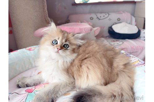 販売中の千葉県のブリティッシュショートヘア-115453の3枚目