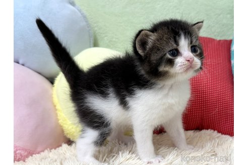 販売中の大阪府のブリティッシュショートヘア-121053の2枚目