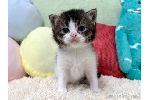 販売中の大阪府のブリティッシュショートヘア-121053の4枚目