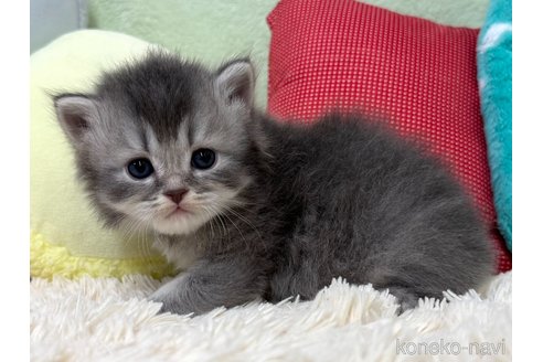 販売中の大阪府のブリティッシュロングヘア-121054の2枚目