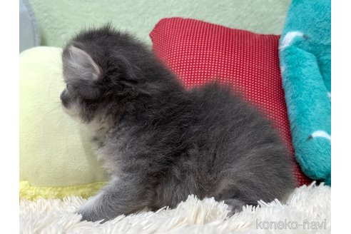 販売中の大阪府のブリティッシュロングヘア-121054の3枚目