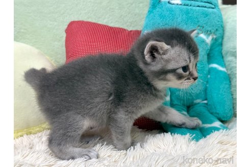 販売中の大阪府のブリティッシュショートヘア-121055の4枚目