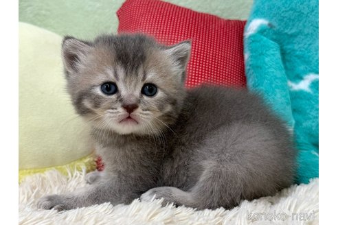 販売中の大阪府のブリティッシュショートヘア-121056の3枚目