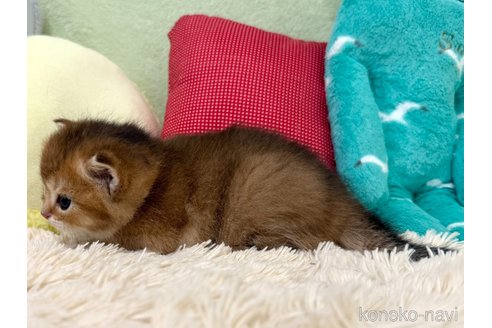 販売中の大阪府のブリティッシュショートヘア-121057の5枚目