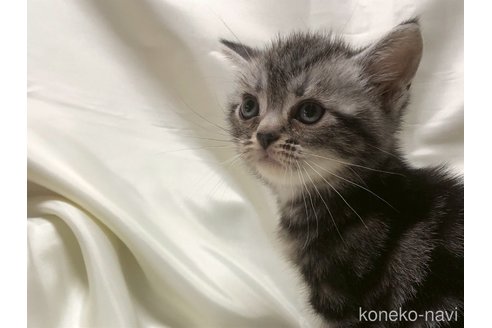 販売中の三重県のアメリカンショートヘア-121058の13枚目