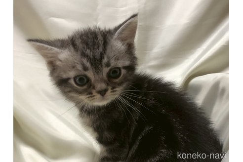 販売中の三重県のアメリカンショートヘア-121058の14枚目