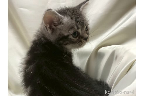 販売中の三重県のアメリカンショートヘア-121058の15枚目