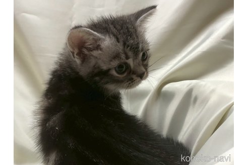 販売中の三重県のアメリカンショートヘア-121058の8枚目