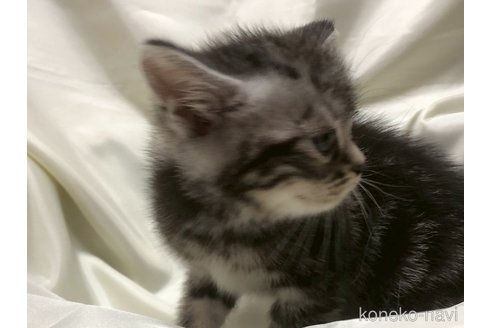 販売中の三重県のアメリカンショートヘア-121058の2枚目