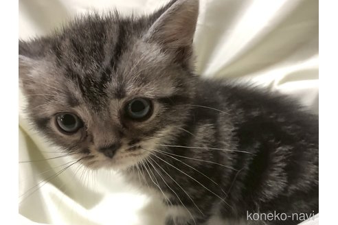 販売中の三重県のアメリカンショートヘア-121058の5枚目