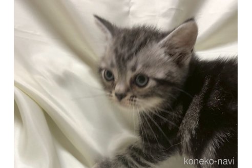 販売中の三重県のアメリカンショートヘア-121058の3枚目