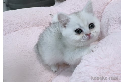 販売中の京都府のブリティッシュショートヘア-121059の2枚目